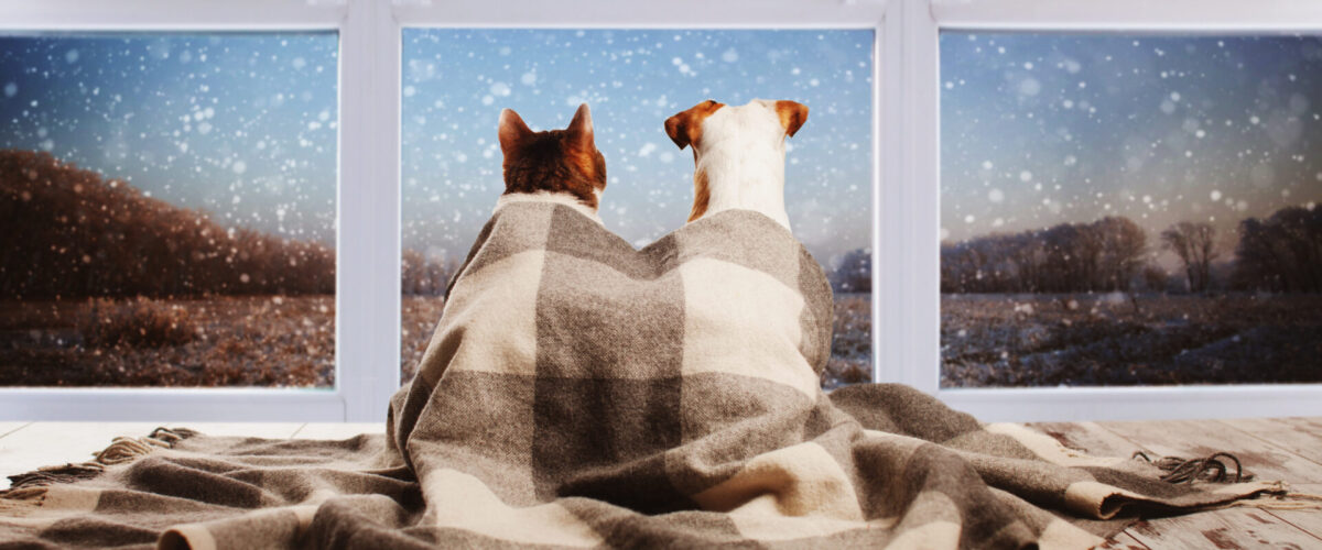 Cat and Dog Covered in Blanket Sitting in Front of Snowy Window