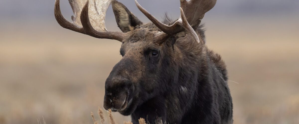 Moose in Grand Teton National Park