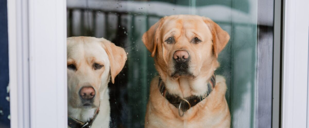 Two Yellow Labs Looking Out The Window